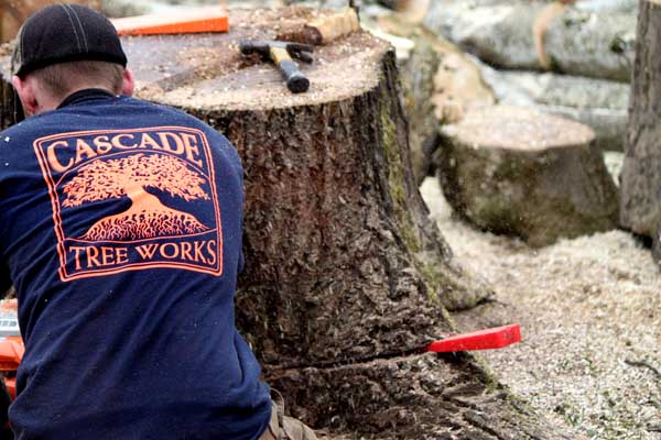 Stump Grinding and Stump Removal Services in Portland OR Gresham Beaverton Vancouver WA Camas Battle Ground by Cascade Tree Works