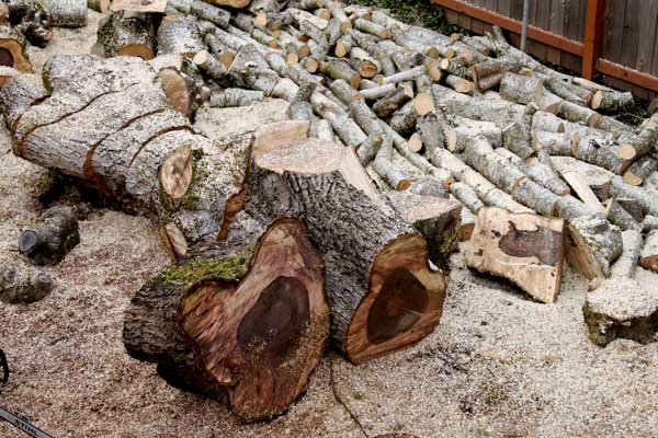 Tree Removal Services in Portland OR Gresham Beaverton Vancouver WA Camas Battle Ground by Cascade Tree Works