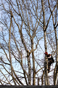 Tree Removal Services in Woodland Washington