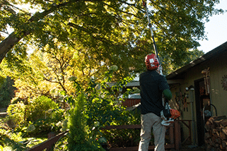 Arborists offering professional tree services including tree pruning in Vancouver WA
