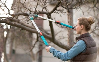 Why Winter Is A Great Time To Prune Your Trees